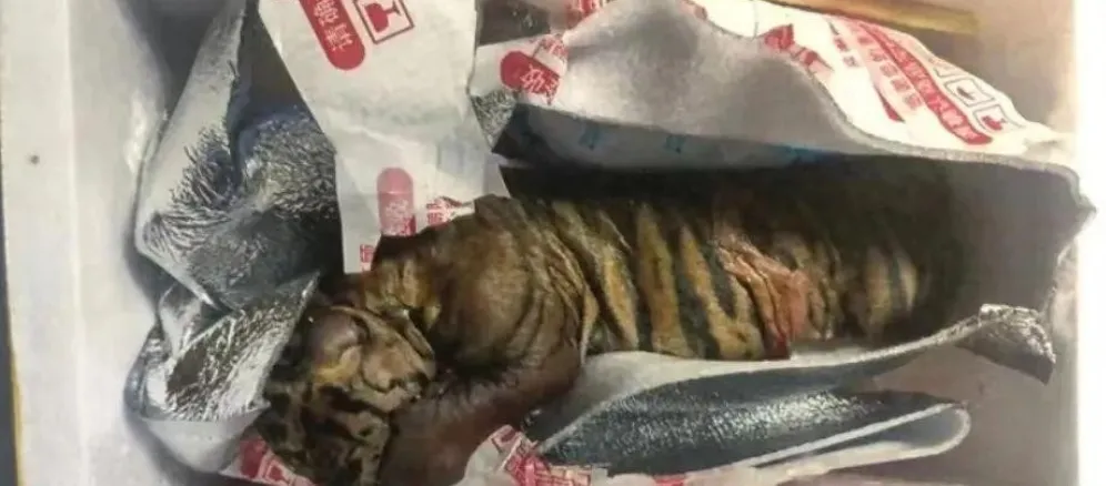 “我买的是生鲜，不是老虎！”女子快递中竟发现一只死亡老虎