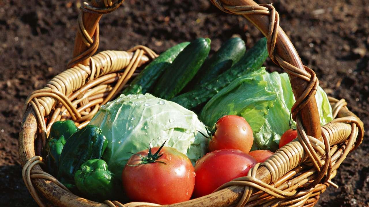 豌豆尖周年生产，温度调控与采收频率，实现即采即售模式