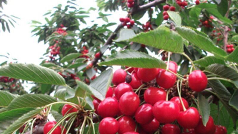 解密车厘子的种植密码：气候、土壤和地域的完美组合