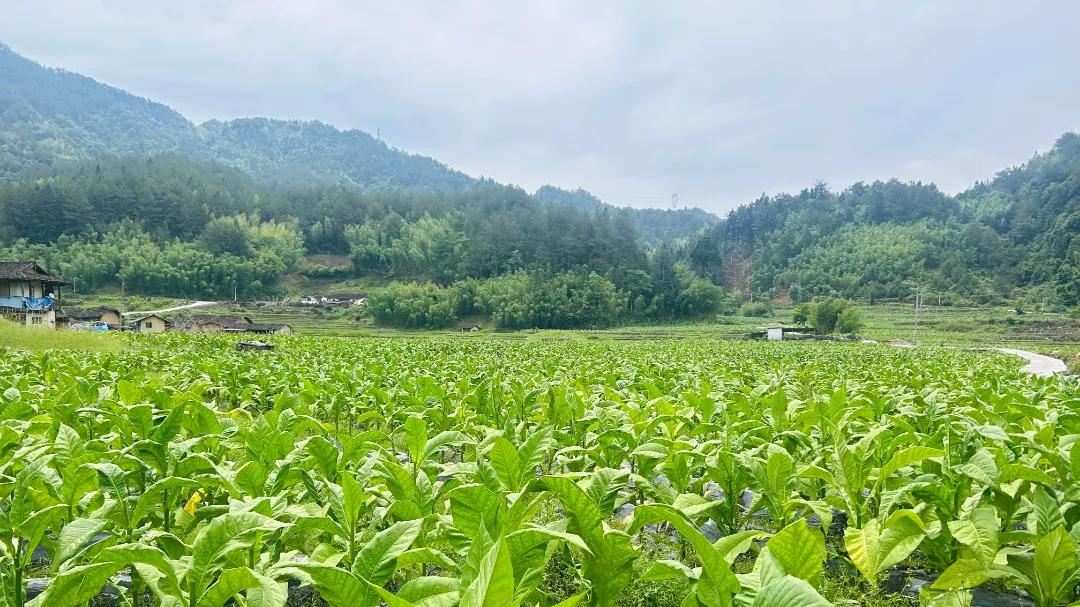 万安竹贯村烟叶喜获丰收  “金叶子”铺就致富路