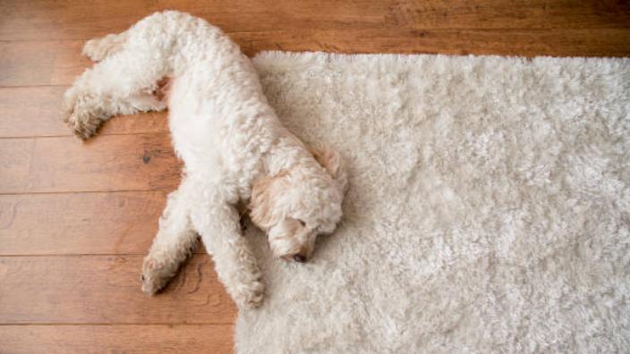 宠物过敏源大起底：除了食物，还有这些隐形杀手