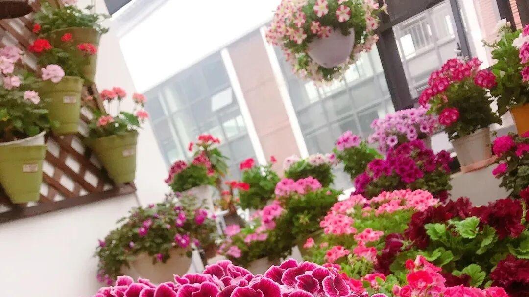 大花天竺葵盆栽养护要点，适合哪些地区？是否要春化？