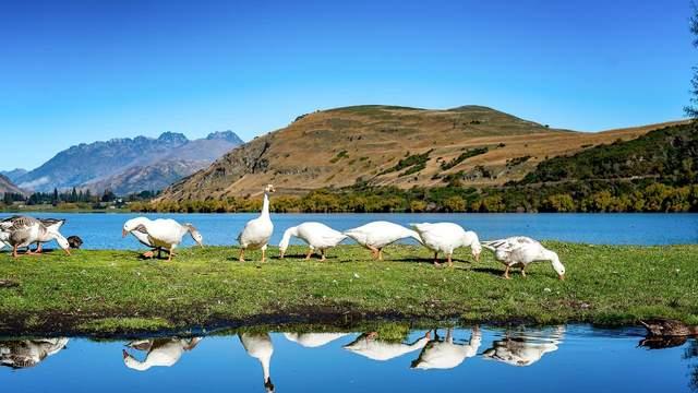 这个世界上最孤独的国家，为什么这么多华人？