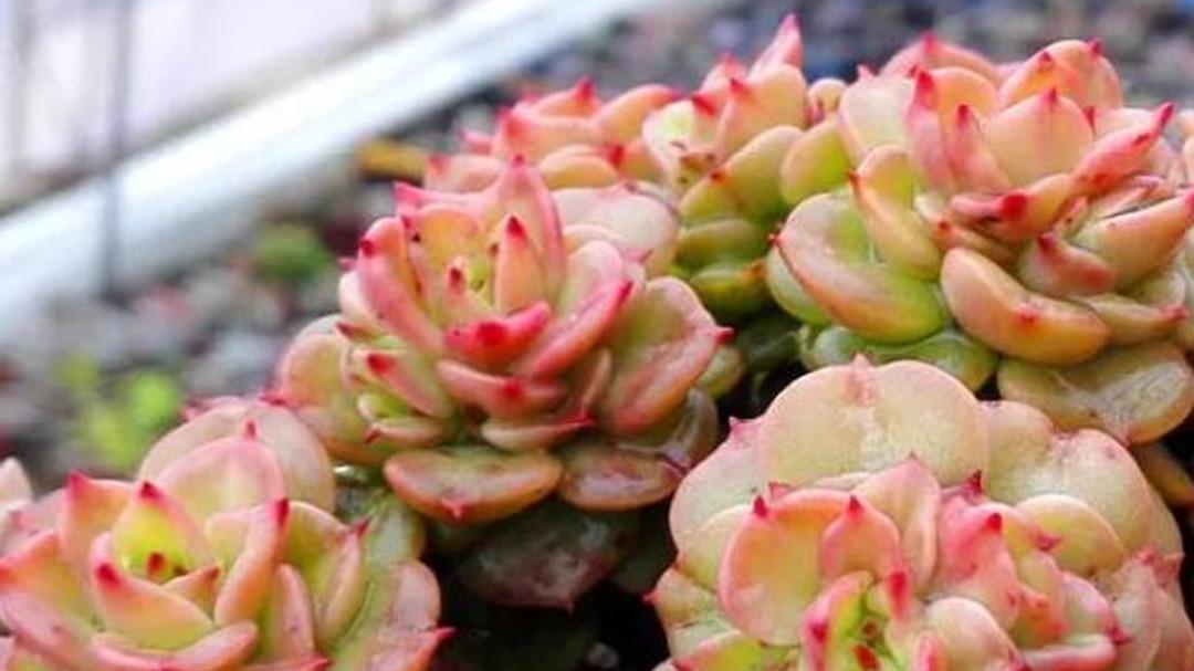 蜡牡丹缀化控形，三个月修剪周期，畸形芽处理，生长点保留规则