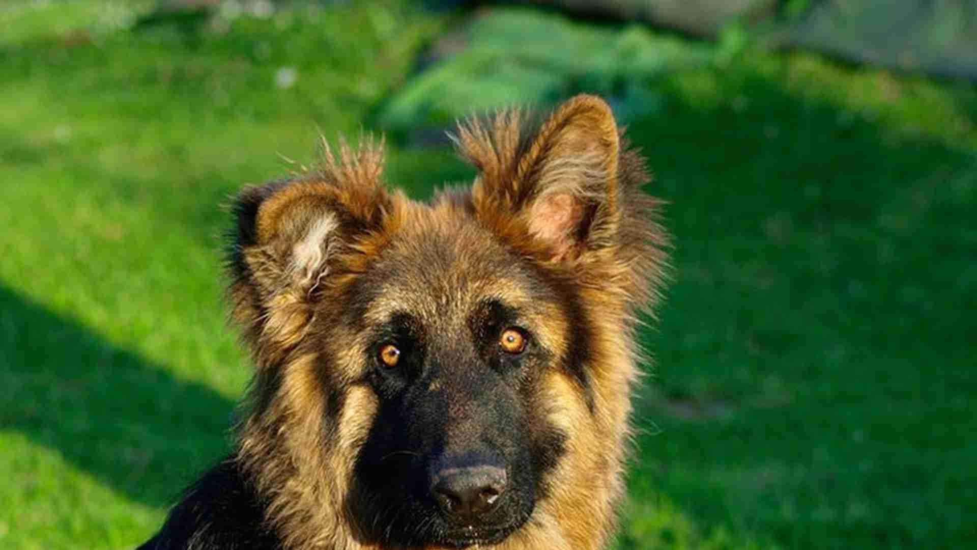 行为遗传图谱绘，转行基因研究，德牧犬育种，性格可预测