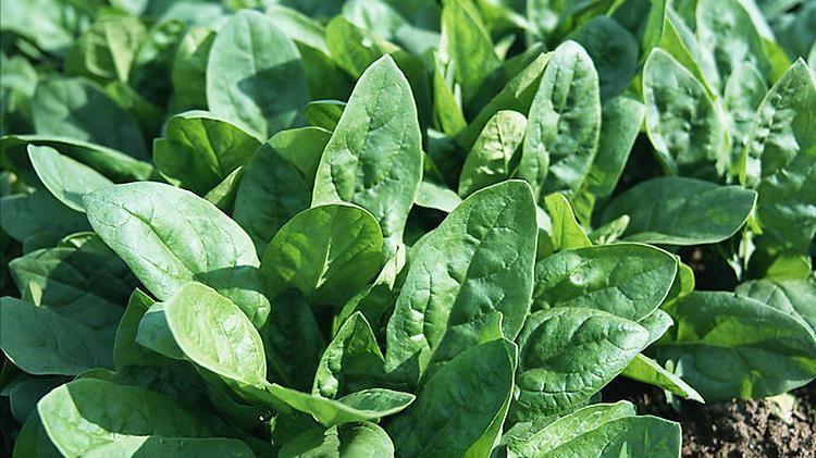 越冬菠菜种植：从播种到收获，苗期水肥管理是关键