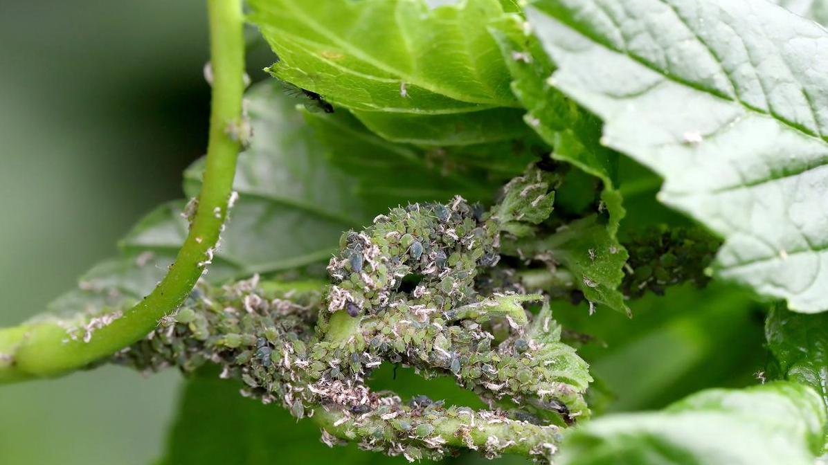 秋季防治蚜虫应该注意哪些细节？