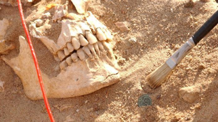 1812 年的 DNA 确定了可能导致拿破仑军从俄罗斯撤退时死亡的病原体