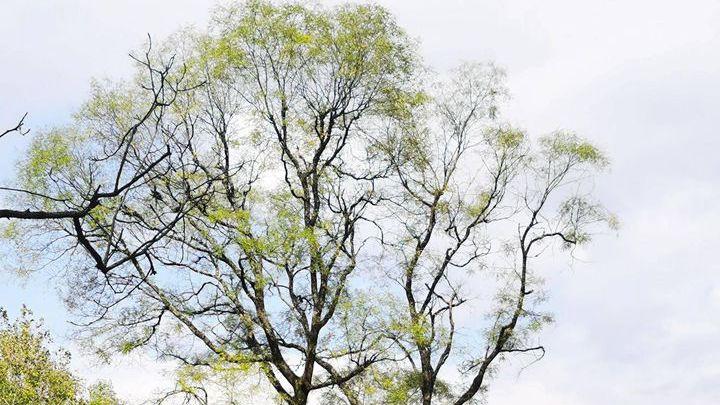 温差调控促进根系生长，秦巴山区核桃种植技术，抗寒增产创新方案实录