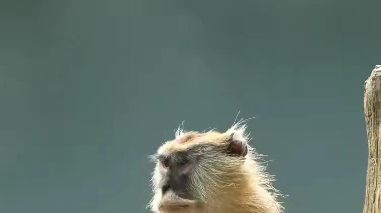 动物园里，顽猴多趣