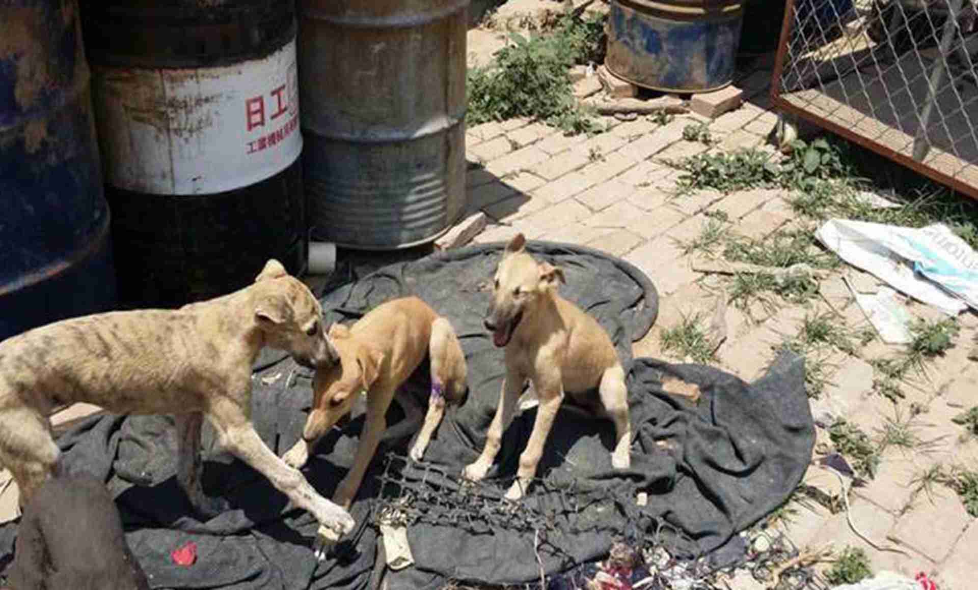 灵缇犬退役转导盲，性格筛选标准，家庭适应评估，噪音脱敏