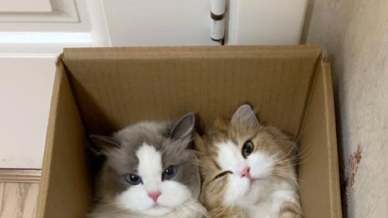 迎接第二只宠物：如何做好原住民的心理建设？