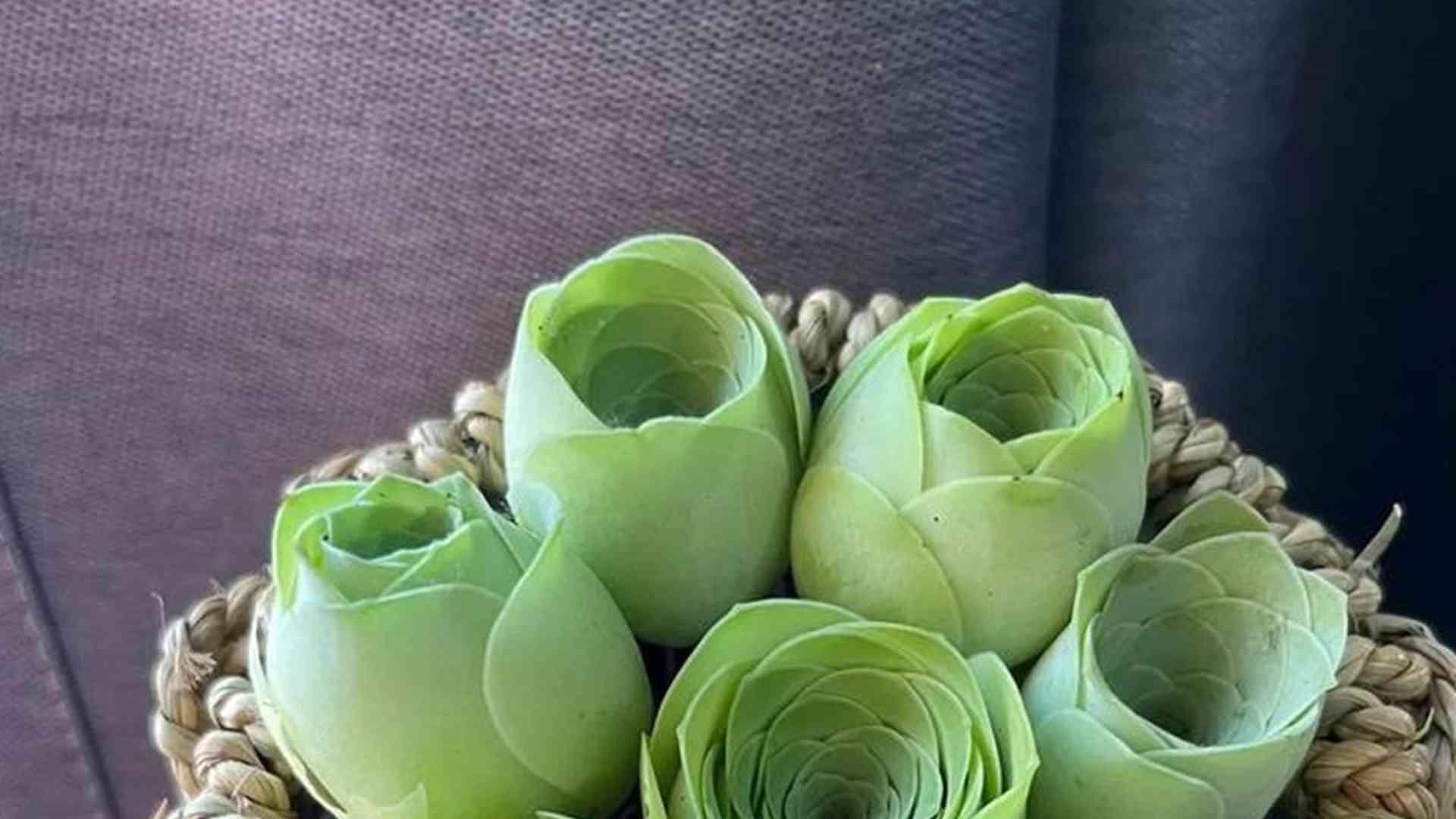 山地玫瑰耐旱实验，一个月节水数据，商场摆放规范，防脱水要点