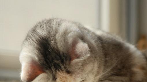 猫咪为什么总爱喝你杯子里的水？