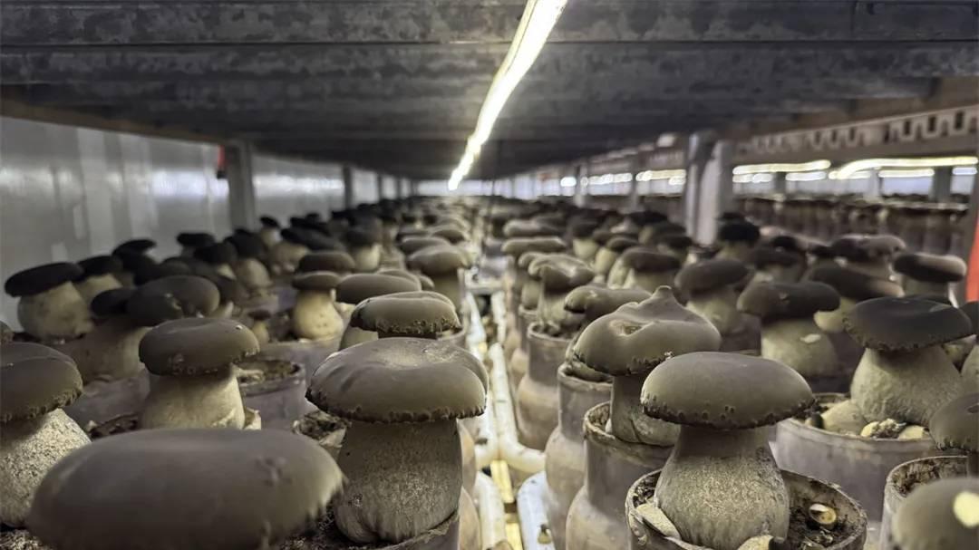 “三双”举措为菌菇“搭建”精准调控的 工业厂房