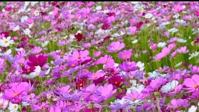 笑集1：最近有一句话关于格桑花的话题特别火，你会怎么回复呢？