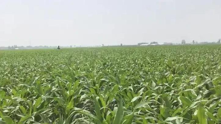 掌握这七大控旺技术，夏玉米高产不是梦