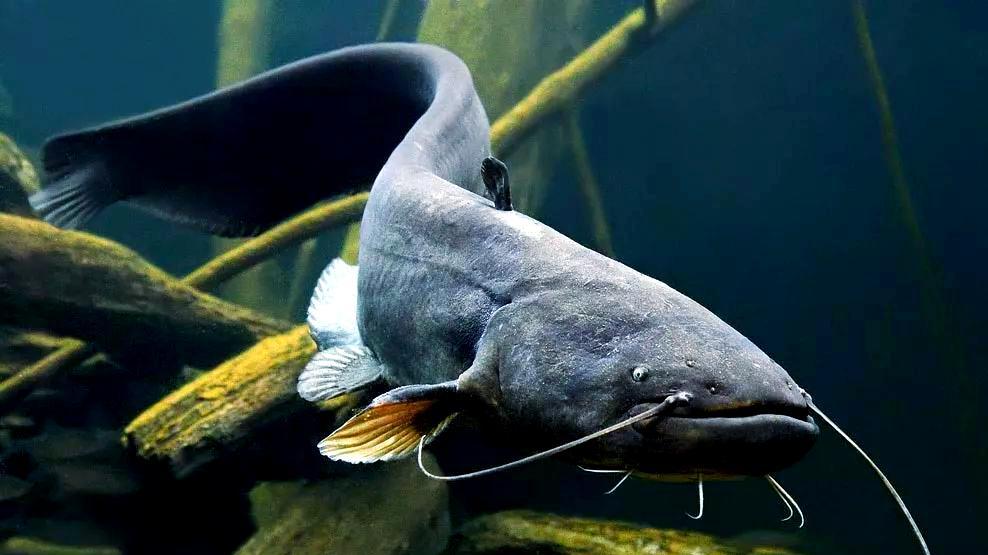 国内版“河中巨怪”！男子湖北长江钓到70斤大鲶鱼，两人合力才抱起来