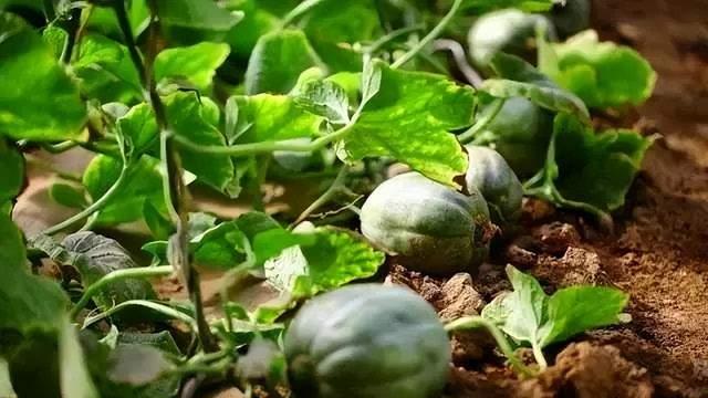 种植5亩地，收益12万，仅需90天，你知道适合哪些人群种植吗？