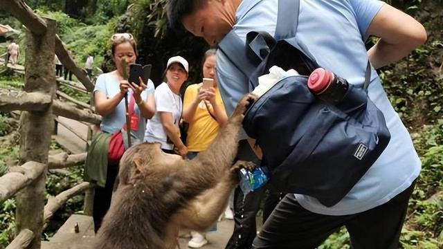 猴群不讲武德扒开游客裤子，女子见状捂着屁股就跑，导游透露原因