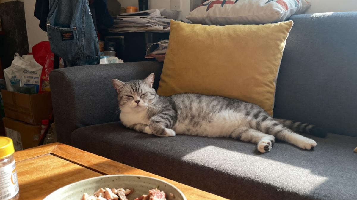 冷冻猫饭怎么喂？自制猫饭解冻要多久？自制猫饭怎么喂有方法！