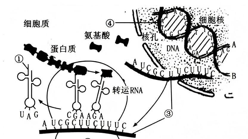 氨基酸：如何闯三关促进种子萌发！