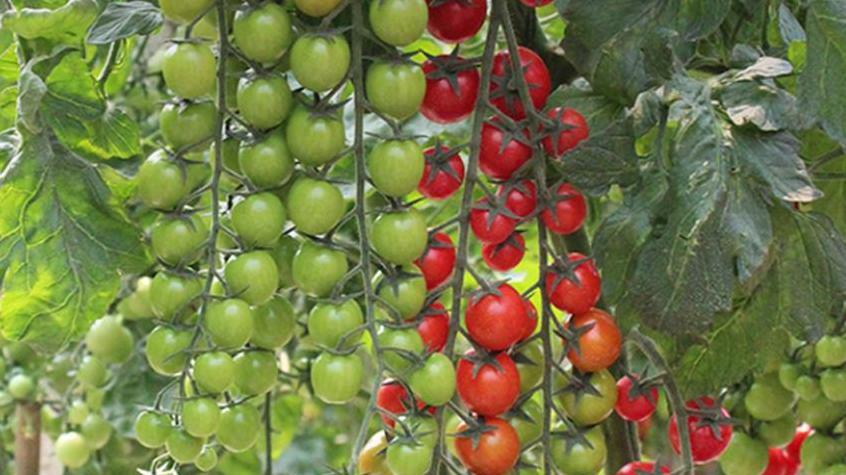 四种迷你蔬菜，成为了农民心中好蔬菜