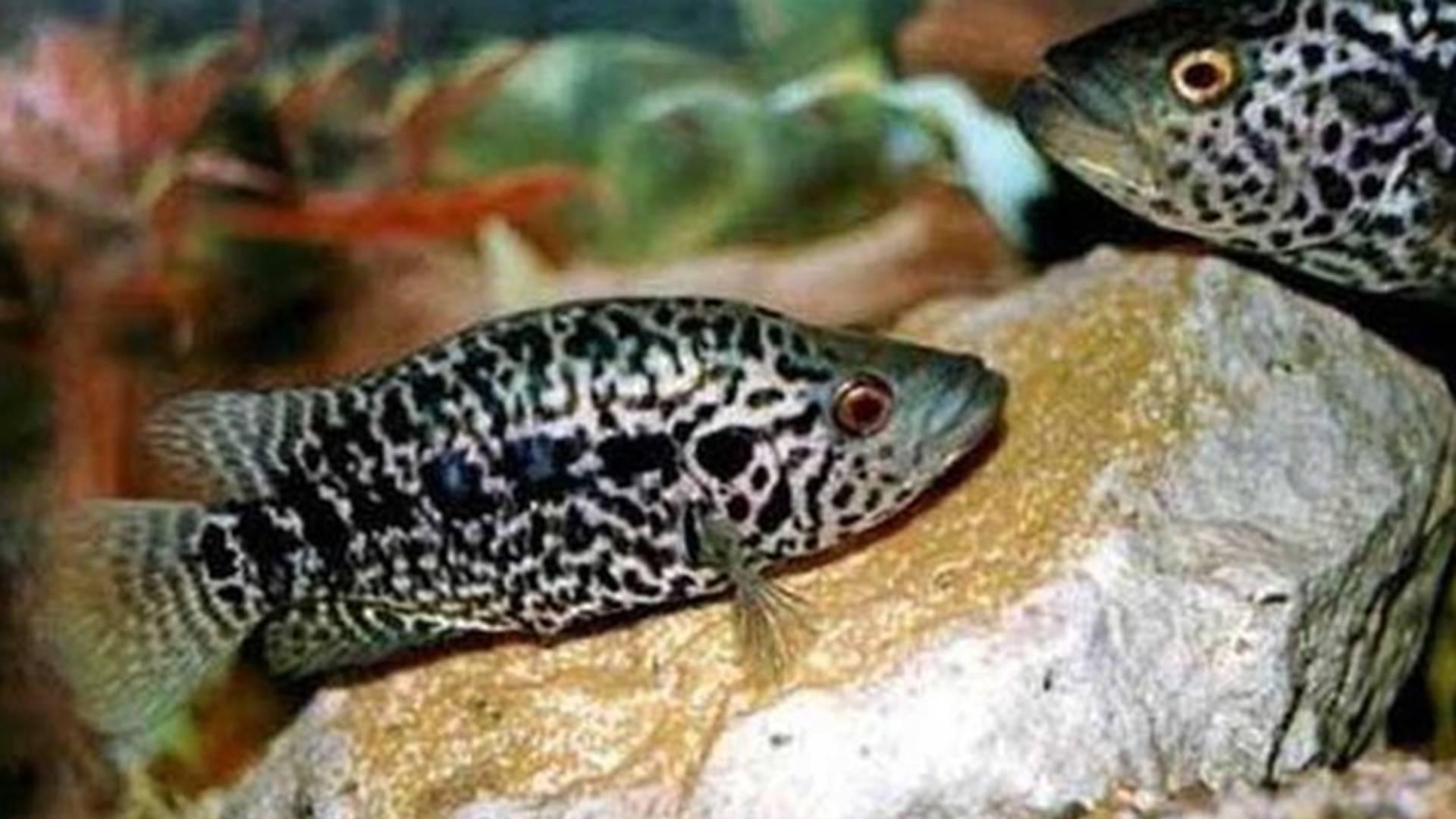 石斑鱼冷链包装，珠海出口案例，休眠诱导技术，装箱温度严监控