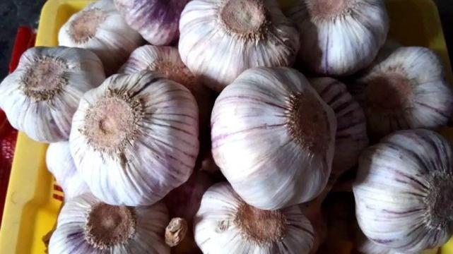 大蒜春化处理要点，高海拔延迟播种，云贵立体种植体系，蒜薹产量对比试验