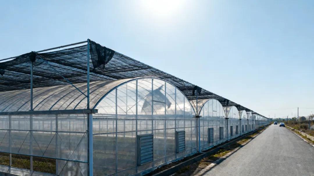 建连栋温室大棚别瞎折腾！这些细节只有专业人员能拿捏​！
