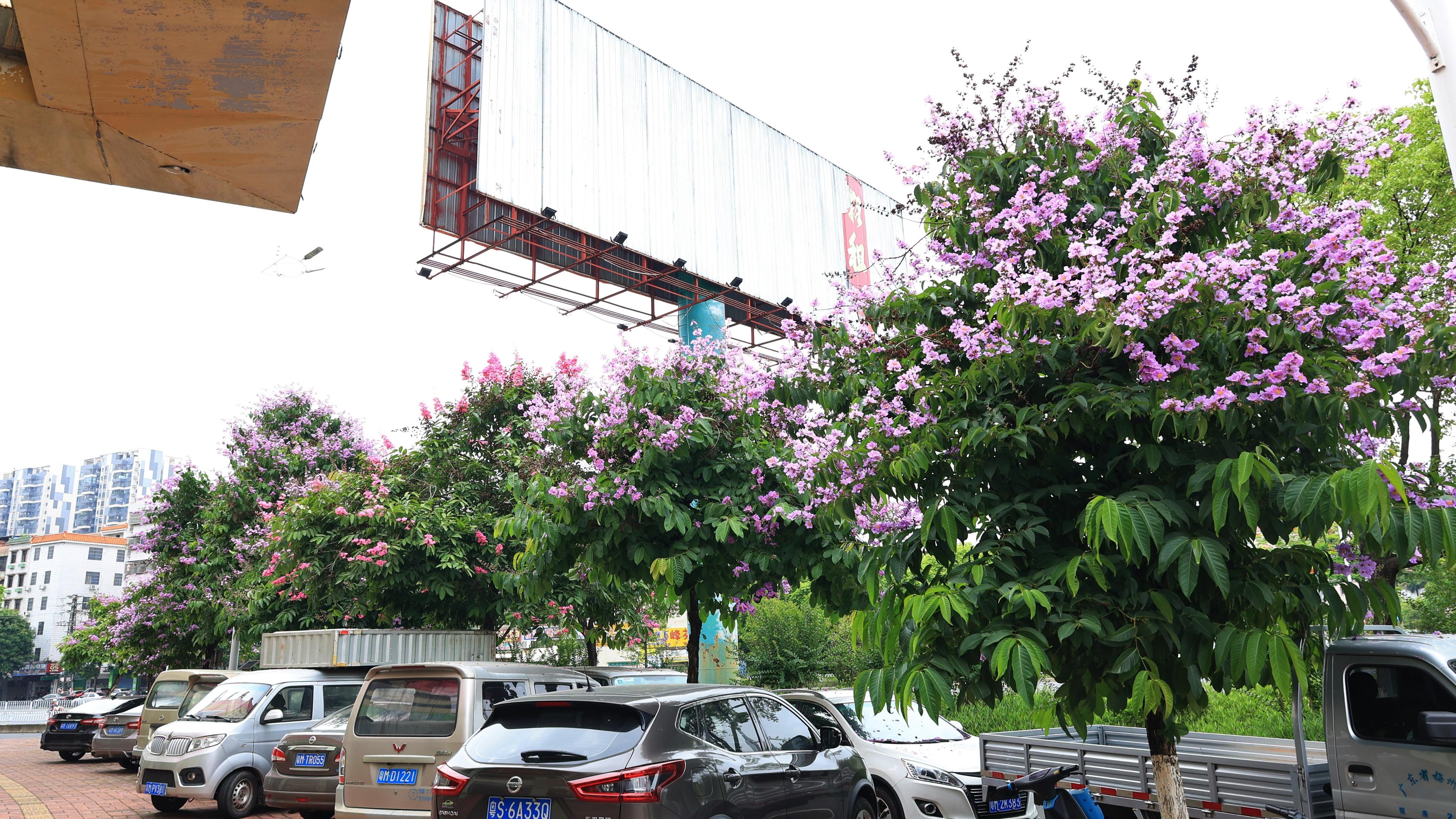 梅州市区数百株紫薇花悄悄地盛开，推荐几处最佳赏花地点