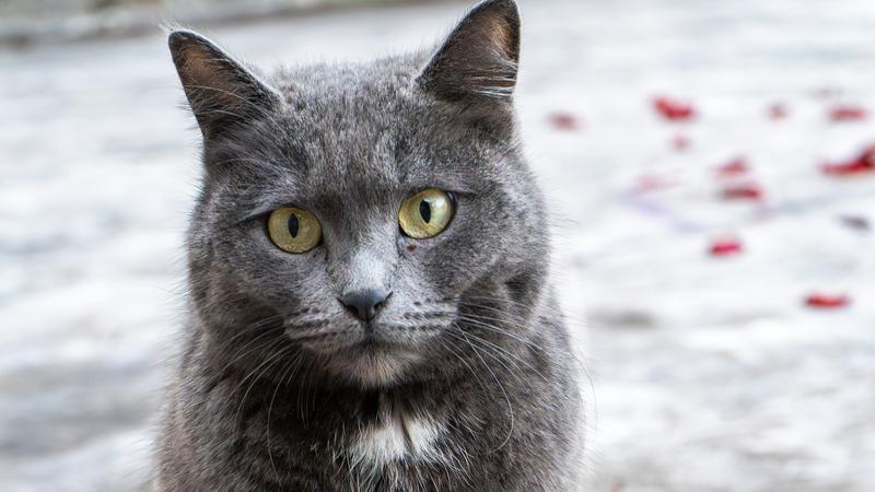 猫粮需要定期更换吗？打破误区，科学喂养你的喵星人