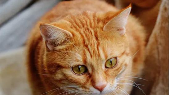 宠物空气净化器哪个牌子好？2025年3款适合养宠家庭好物推荐