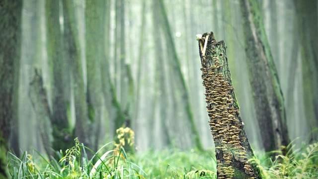 FSC认证格拉辛纸袋全降解可回收可堆肥服装文具书本笔记本包装袋