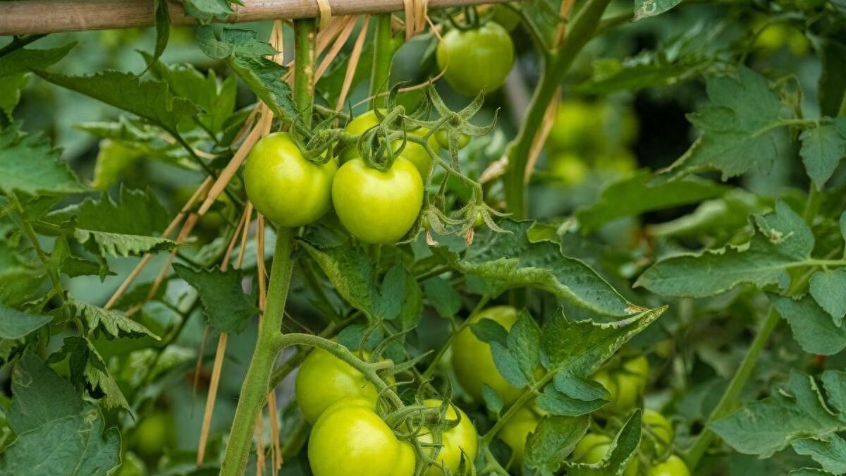 番茄、豆角、茄子、辣椒、黄瓜只开花不结果？可能是这些方面出了问题！