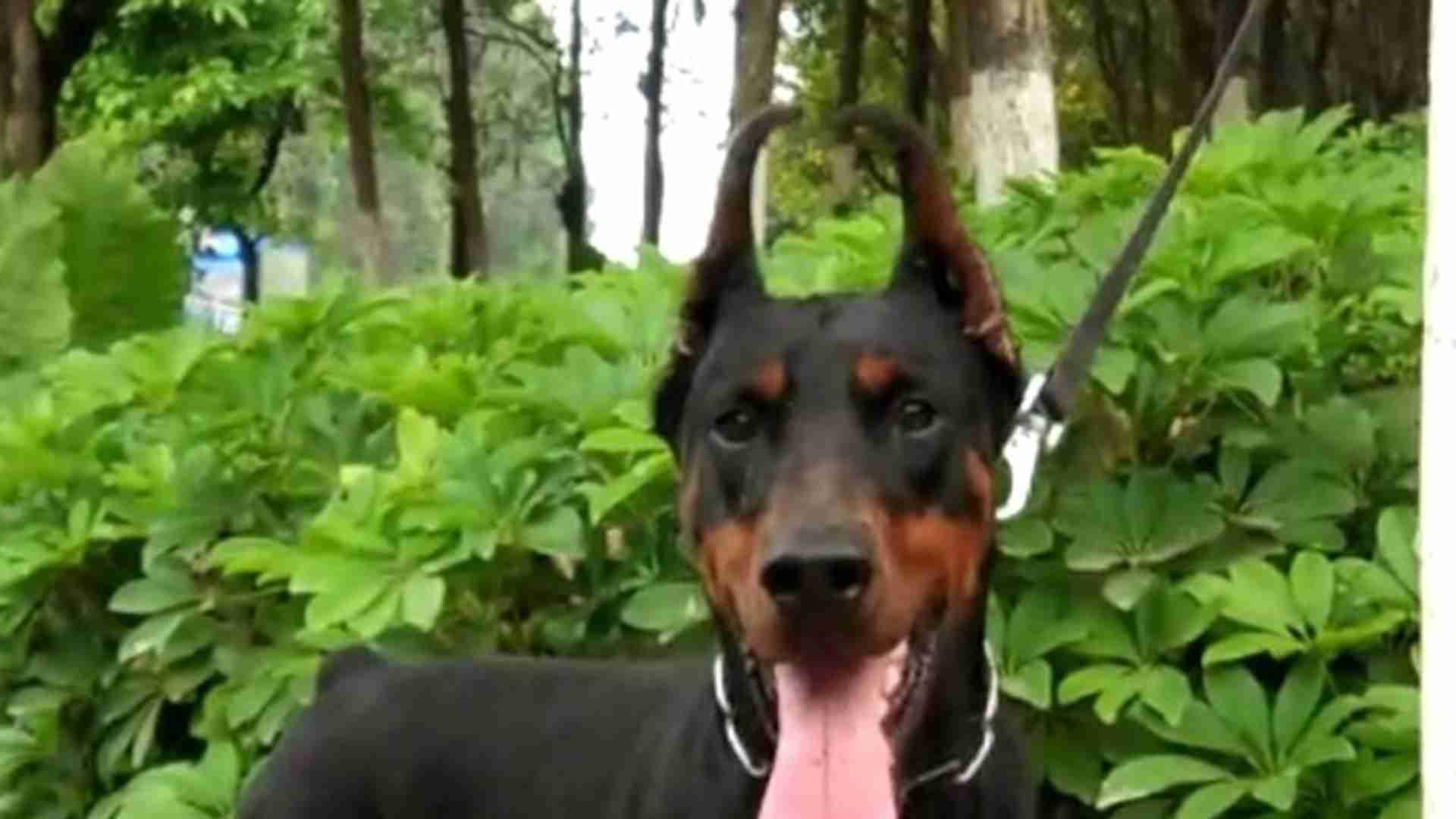 杜宾工作犬繁育，三代工作性能追踪，警犬基地数据库，遗传稳定性分析