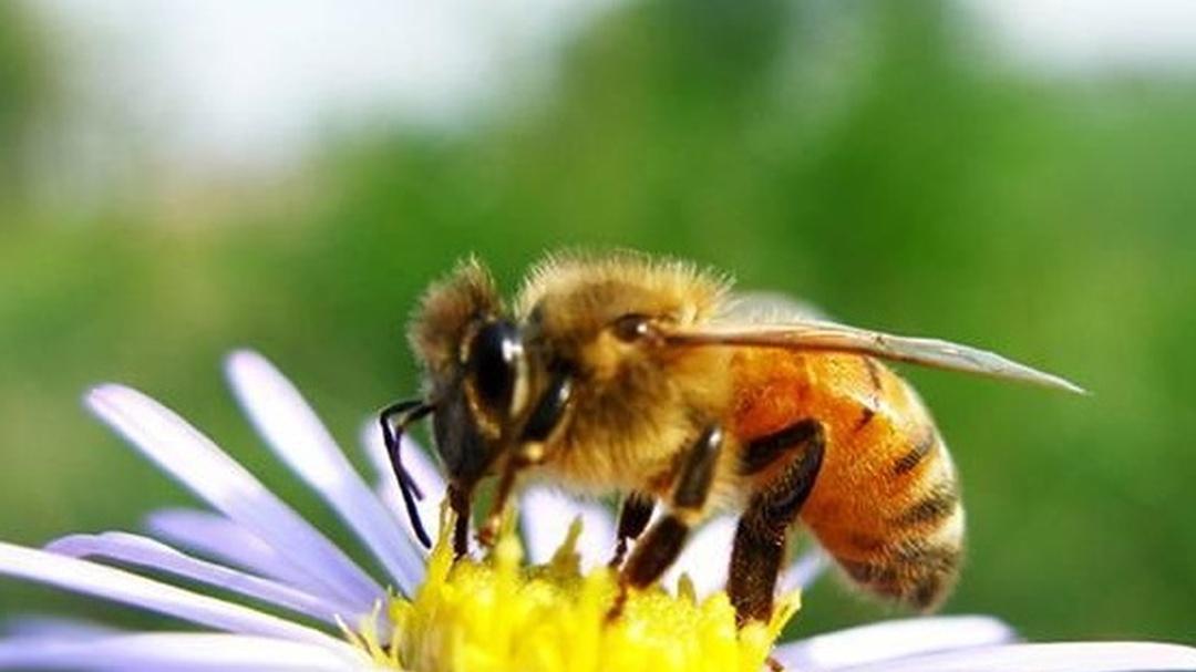 养蜂场地位于林区边缘，防范野生动物侵扰，保护蜂群安全