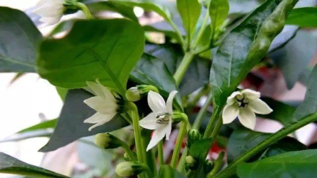 阳台辣椒种植技巧：产量翻三倍，三棵满足一年食用需求