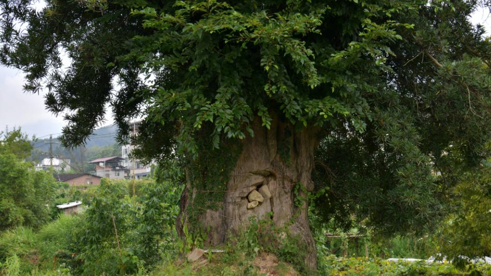 太漂亮了！德化这座新公园即将开放！现场实景先睹为快→