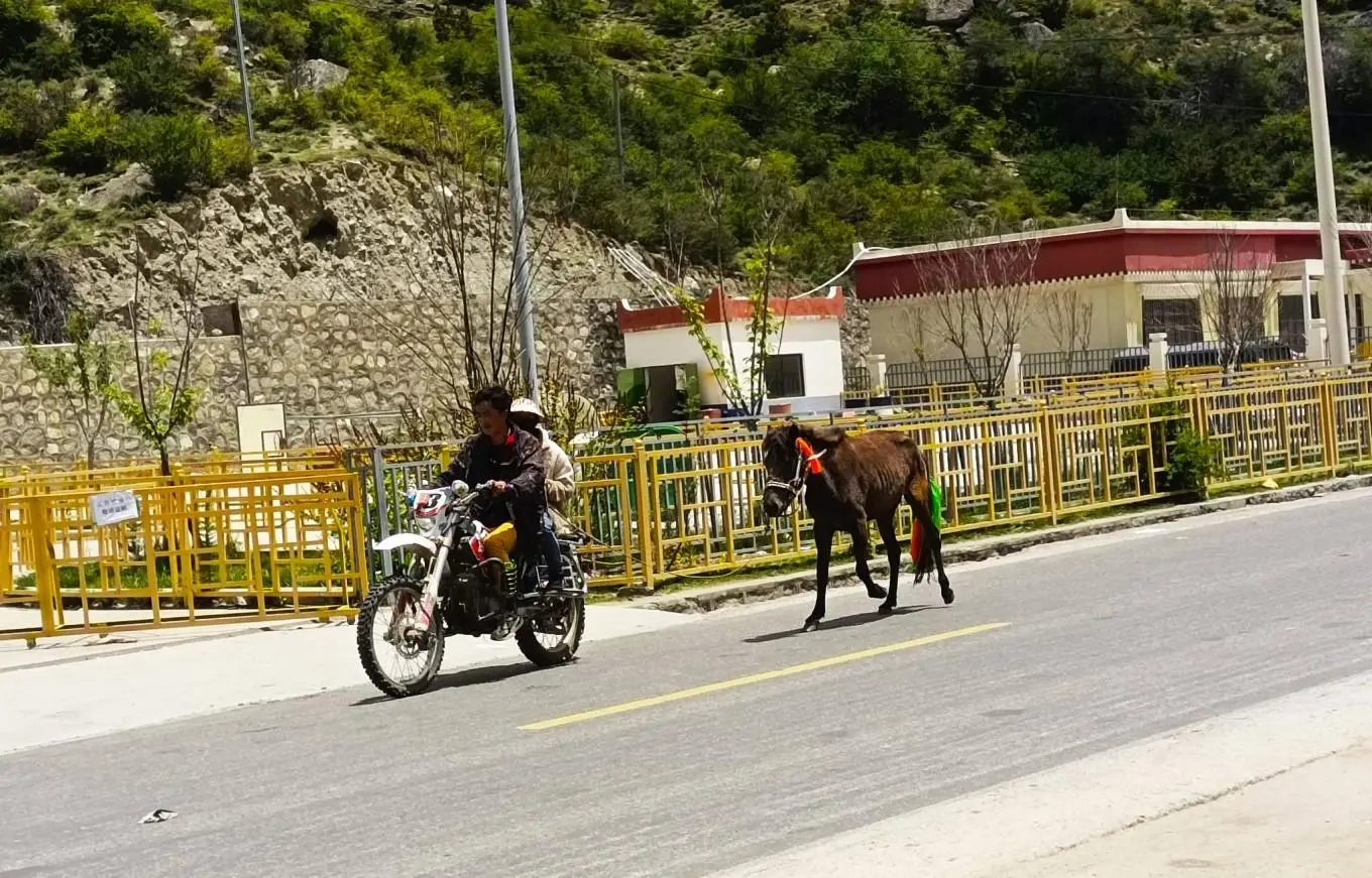 波密一日，另类西藏（森林与冰川）