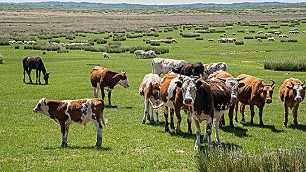 耐寒基因技术取得突破，北方家养牛品种改良成功，加工运输环节损耗显著降低