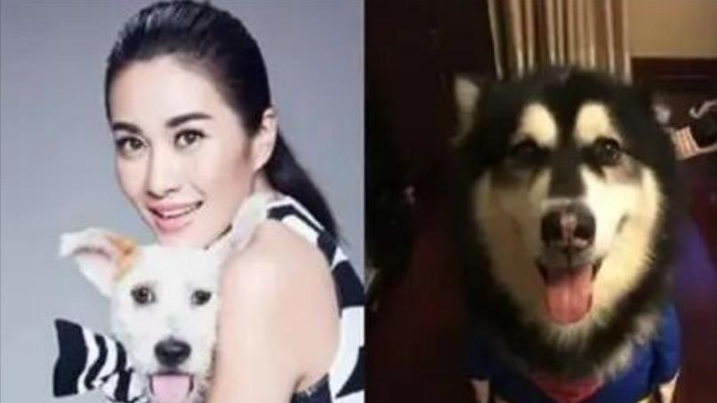 她曾是“古装第一美人”，被狗咬伤后，如今靠演恶毒女配成功翻身