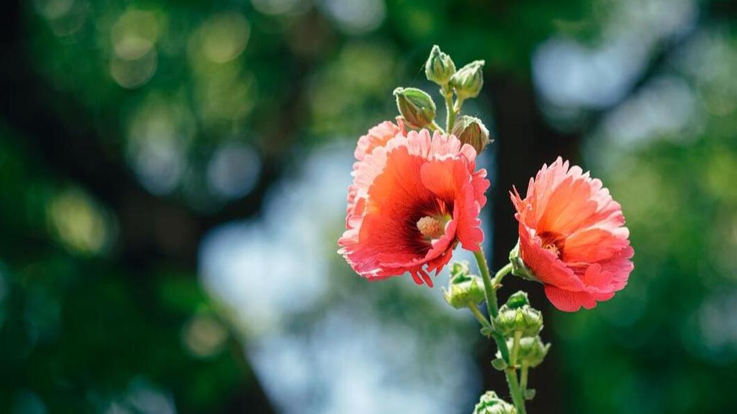 这几个星座精致苟活，适当放松，不丢人！