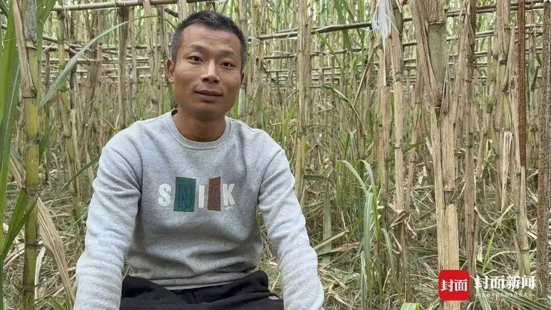 偷甘蔗爆火，农田也能玩出“网游感”