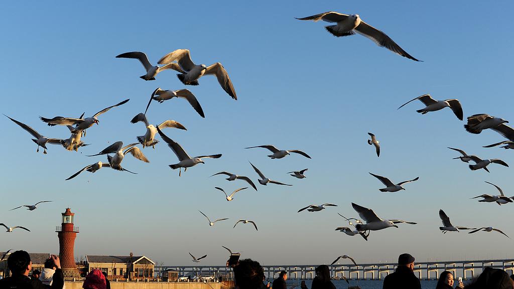 海鸥：海岸居民的饮食哲学