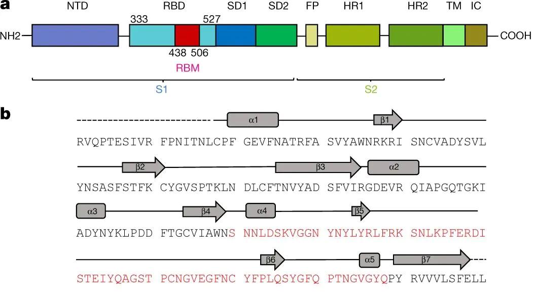 一文读懂同步辐射：“超级显微镜” 的微米级分辨与跨领域应用逻辑