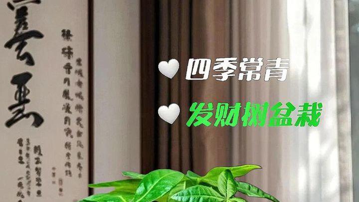 发财树需要多少光照才健康？满足它光照需求的方法在这儿！