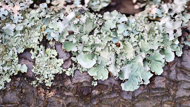 “自修复型”菌剂：如何实现一次施用，长期有效？