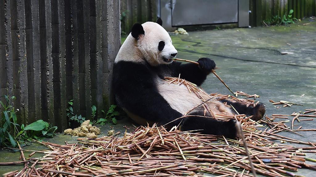 大熊猫：竹林里的“黑白憨憨”生态档案
