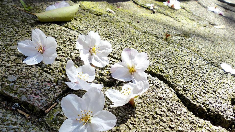 高考成绩多少分建议直接去日本留学？